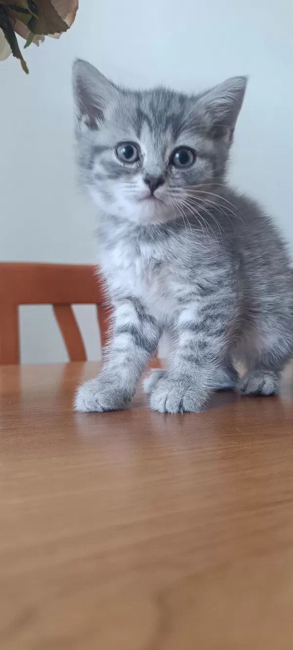 British Shorthair Yavru