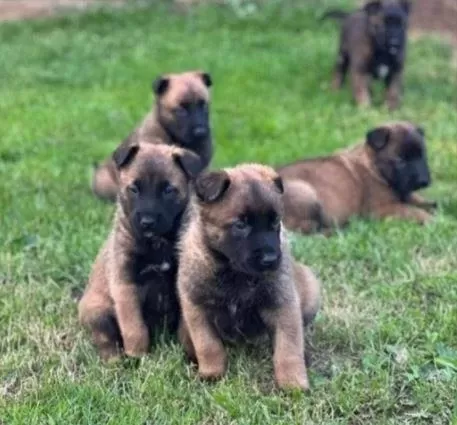 Elit Patiler Farkıyla Malinois Yavrular