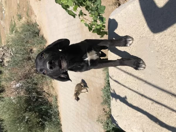 Şirin Av Köpeği Yavruları Sahiplendirilecektir