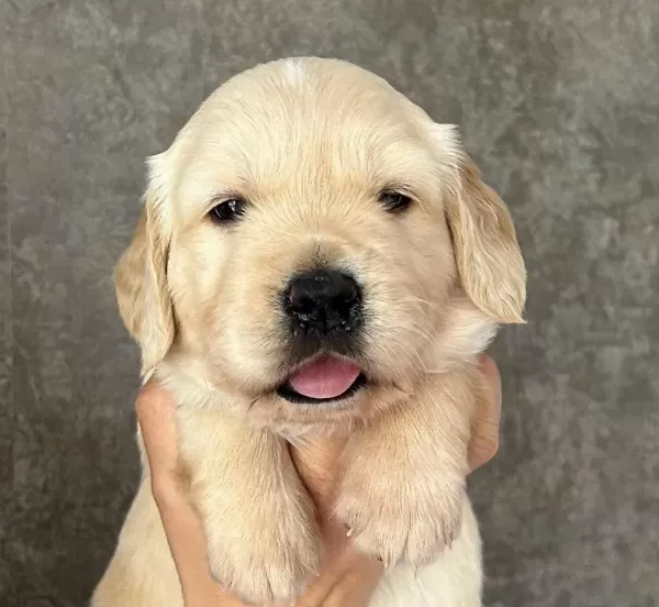 Golden Retriever Yavrulari