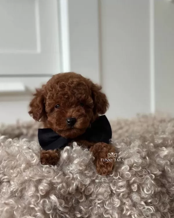 Toy Poodle Kg Garantili Yavrular Sıfır Numara