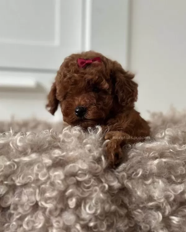 Toy Poodle Kg Garantili Yavrular Sıfır Numara