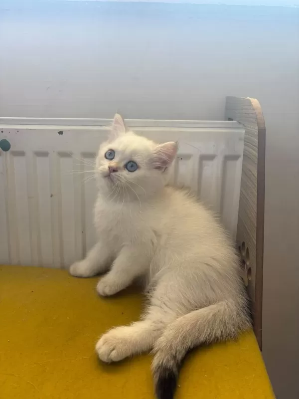 British Shorthair Kedisi