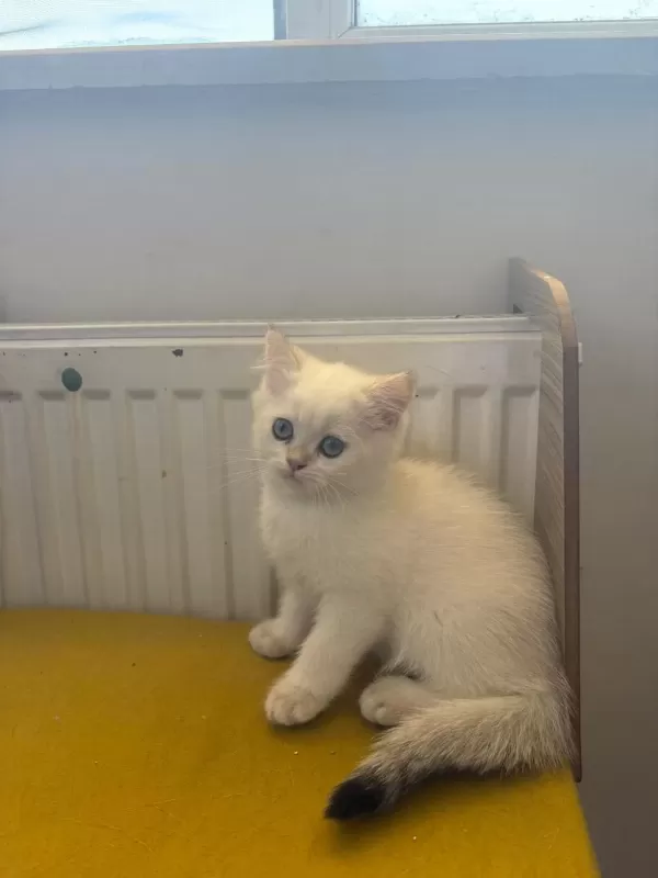 British Shorthair Kedisi
