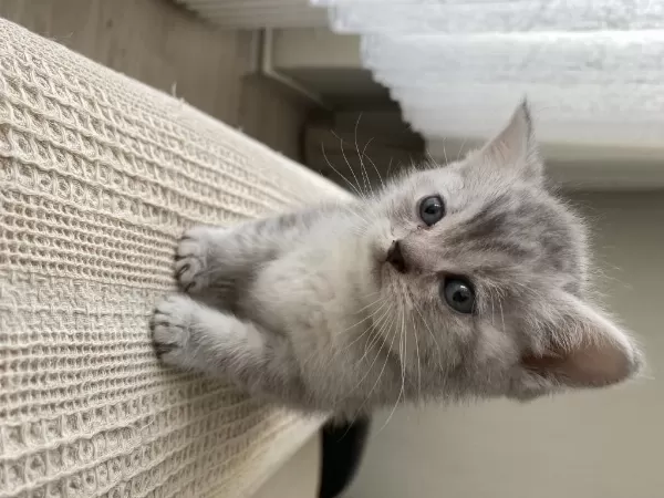 British Shorthair Bebekler Yeni Ailelerini Bekliyor