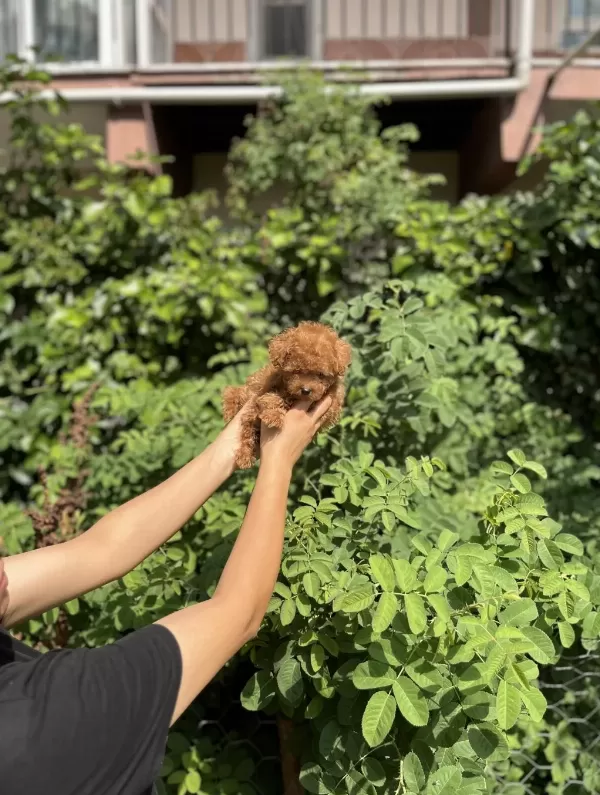 Kore Kan Aşılı Poodle Bebekler