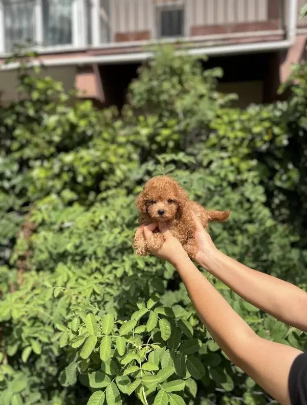 Kore Kan Aşılı Poodle Bebekler