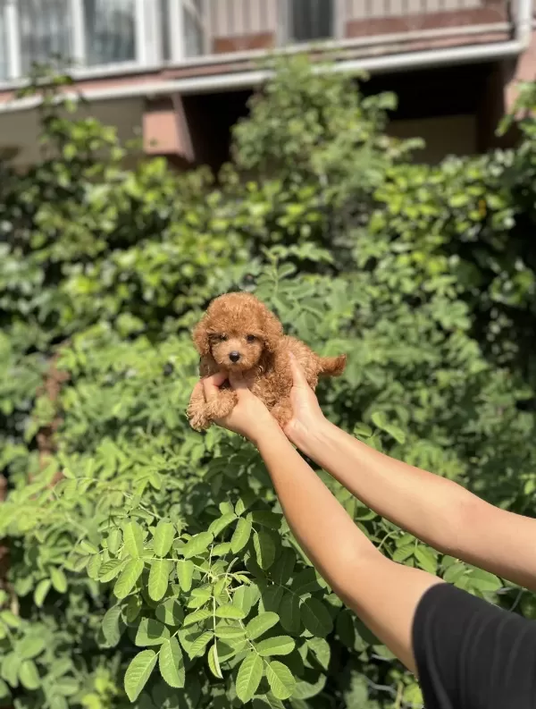 Kore Kan Aşılı Poodle Bebekler