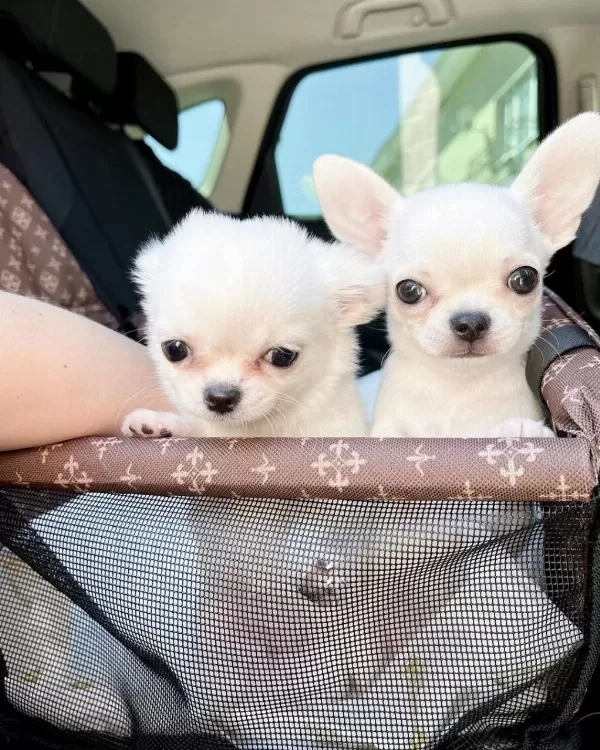 Dünya Tatlisi Chihuahua Yavrulari