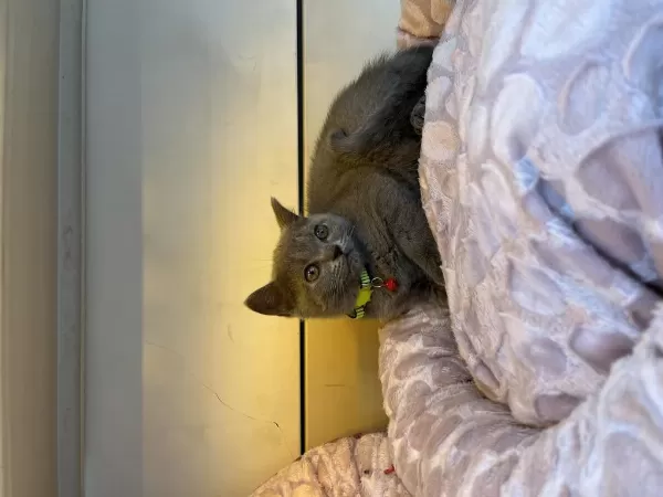 British Shorthair 2 Aylık