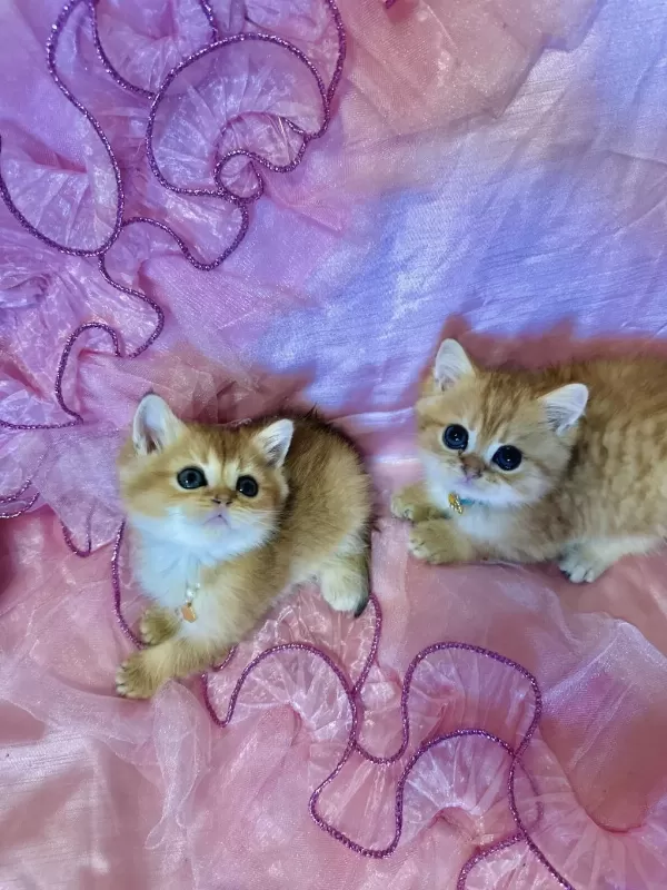 Safkan British Shorthair Yavrular
