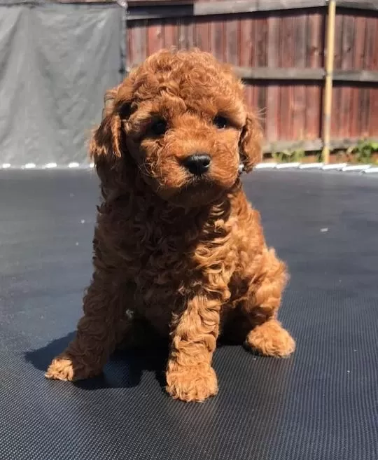 Red Toy Poodle Yavrulari