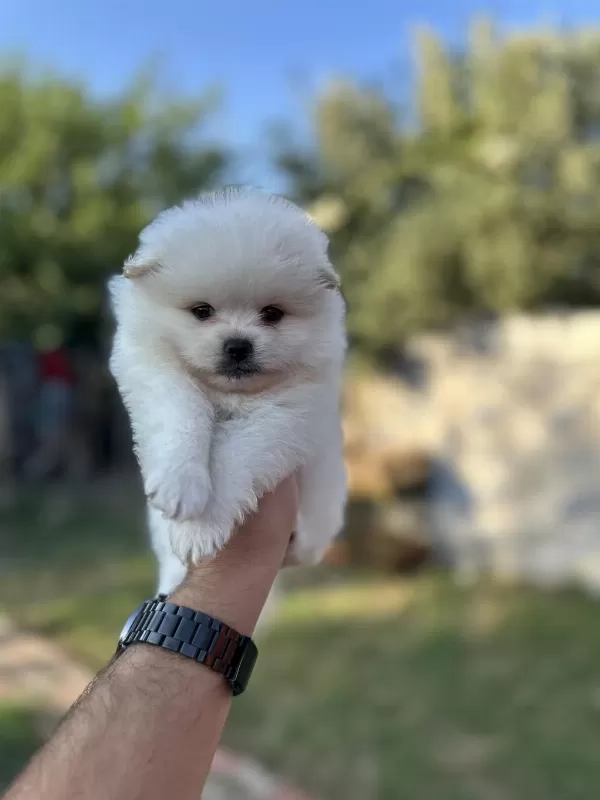 Pomeranian Yavrularımız