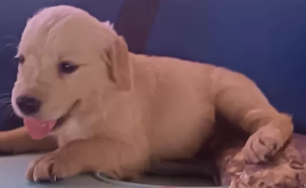 Safkan Golden Retriever Yavrularımız
