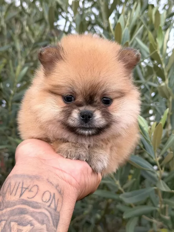 Pomeranian Boo Ayı Surat Yavrular
