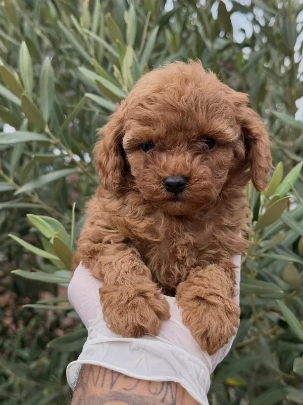 Kore Toy Poodle Yavrular