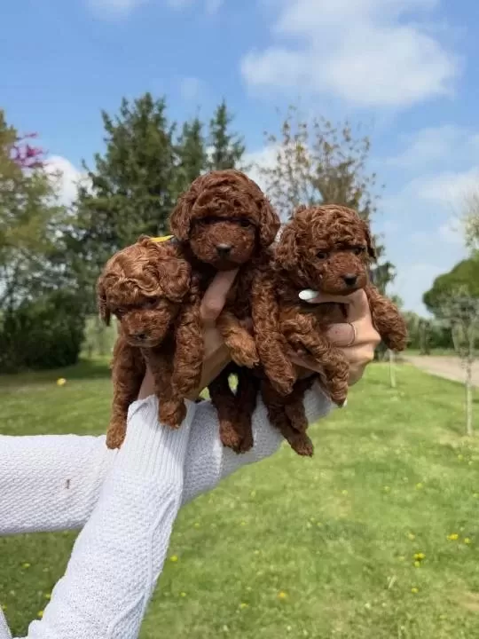 Koyu Renk Toy Poodle Yavrulari