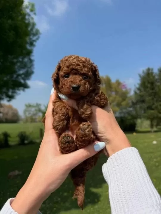 Koyu Renk Toy Poodle Yavrulari