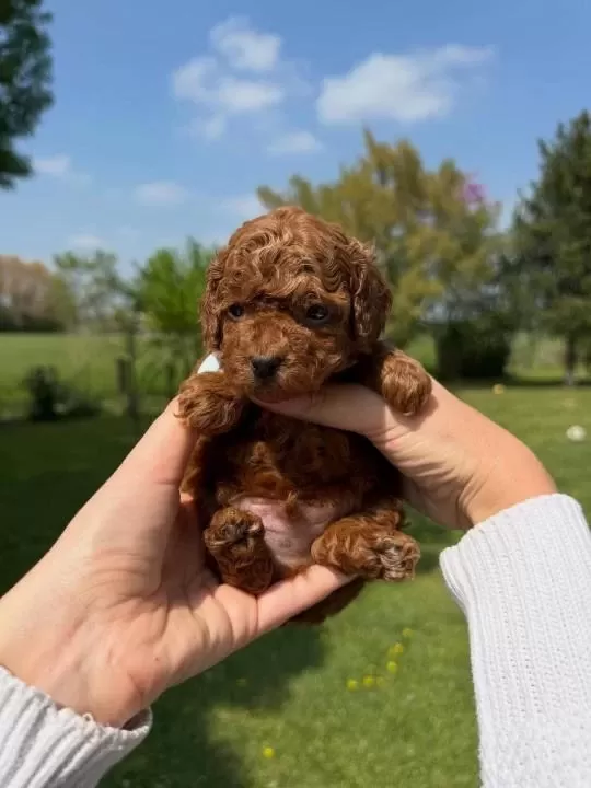 Koyu Renk Toy Poodle Yavrulari