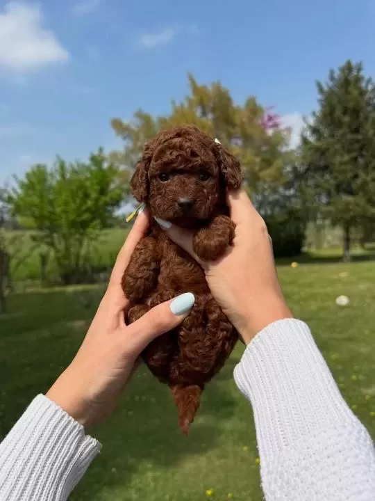 Koyu Renk Toy Poodle Yavrulari
