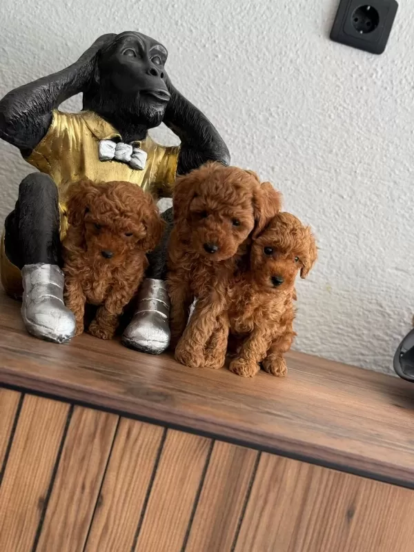 Kg Garantili Poodle Yavrular