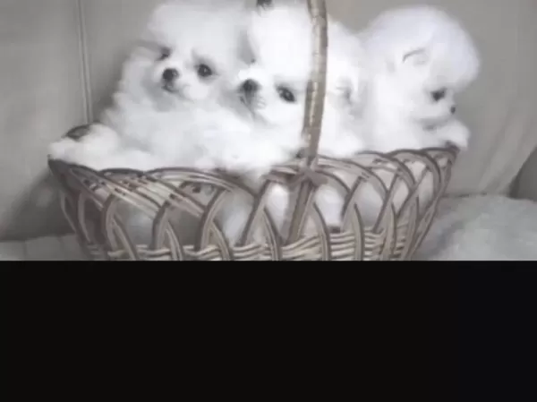 Pomeranian Boo Köpekleri İçin Ulaşin