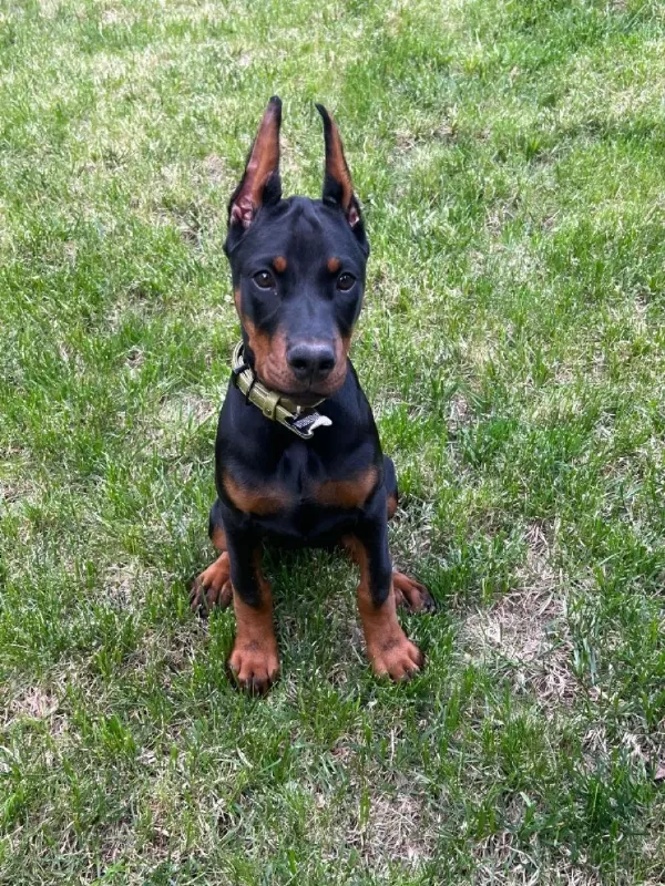 Orjinal Doberman Yavrularımız