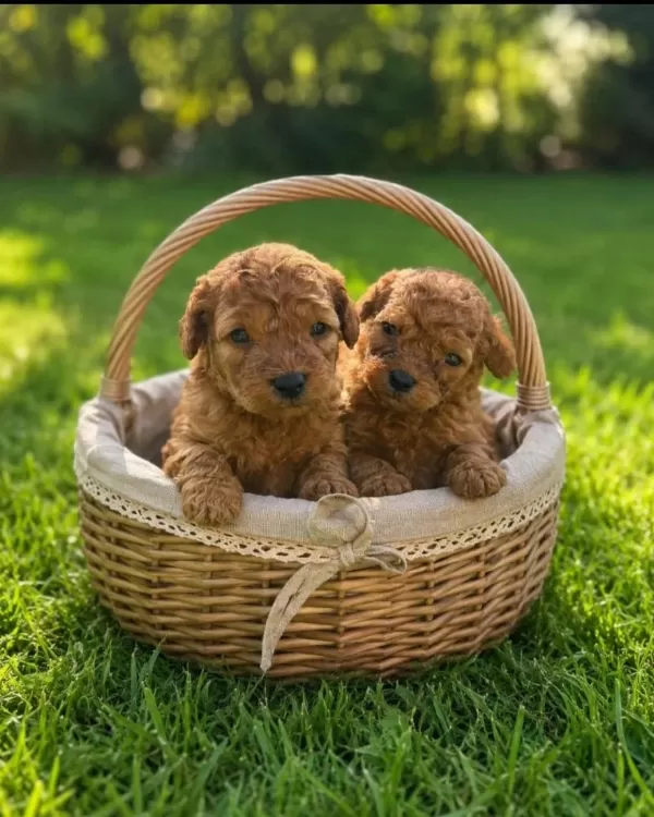 Poodle Minik Kurabiyeler