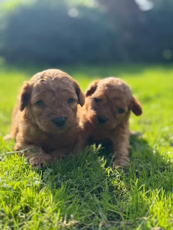 Poodle Minik Kurabiyeler