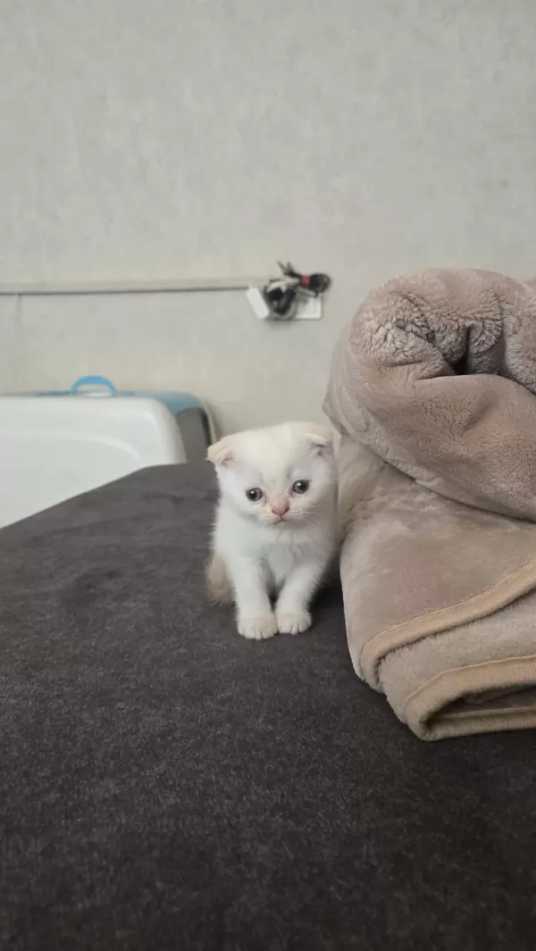 Ev Ortaminda Büyümüş Premium Kediler