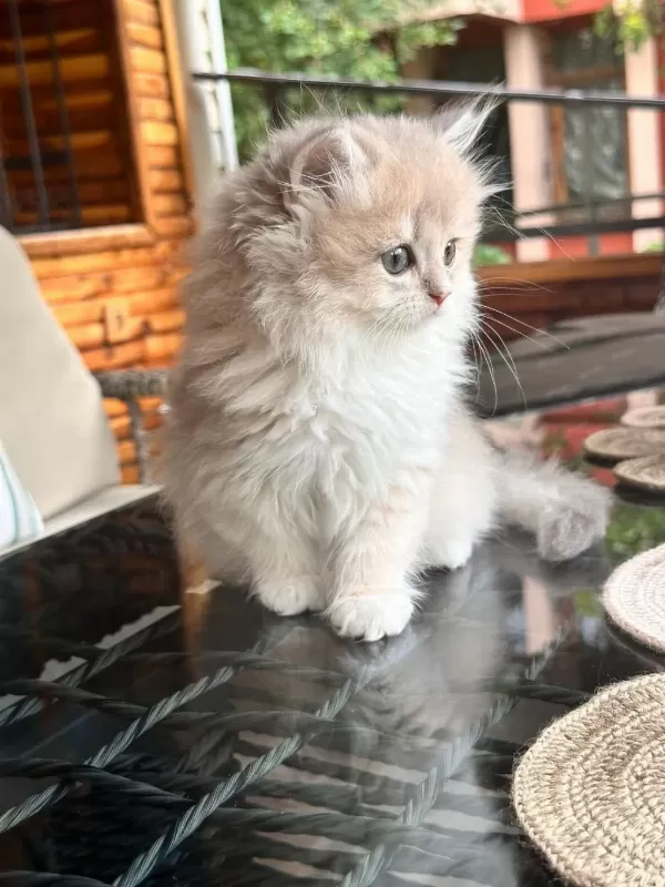 British Golden Bebekler
