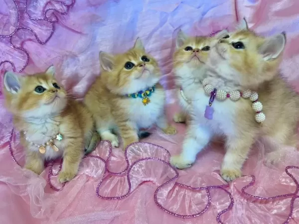 British Golden Bebekler