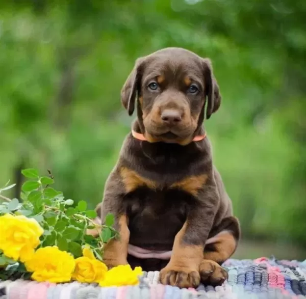 Ruhsatlı Köpek Çifliğinden Doberman Yavrular A Scrli