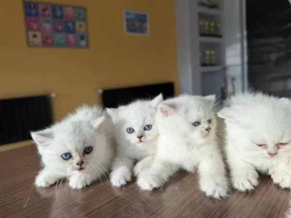 Kediciden Renk Renk British Shorthair Yavrulari Ankara