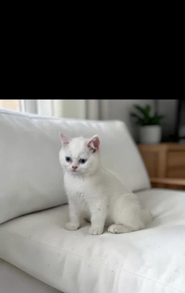 Safkan British Shorthair Golden Point Yavru