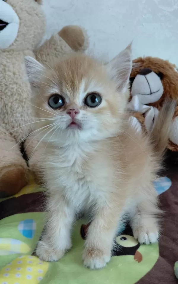 Safkan British Shorthair Yavrular
