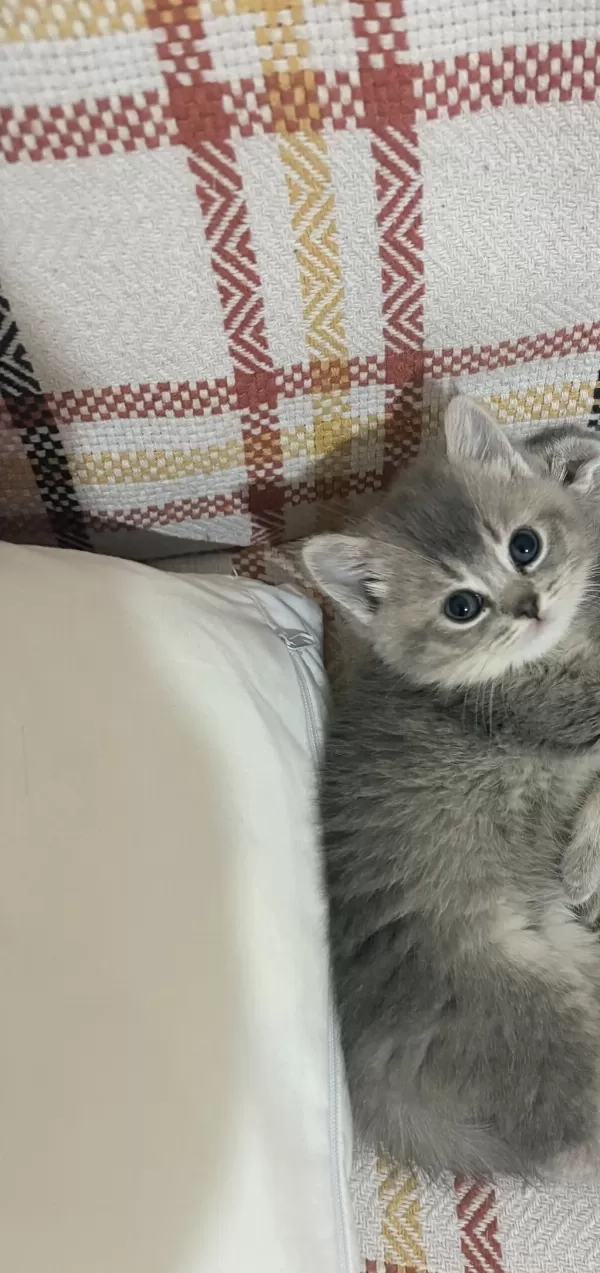 Yeni Yuvalarına Gitmeye Hazır Kediler