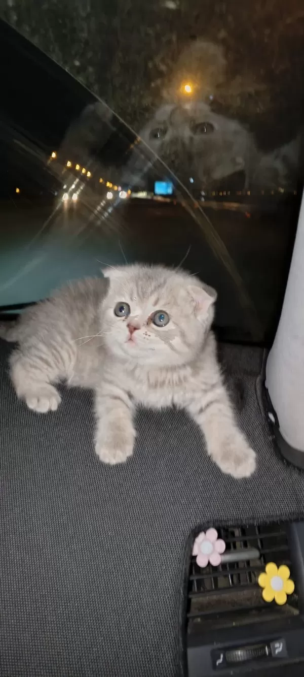 Yeni Yuvalarına Gitmeye Hazır Kediler
