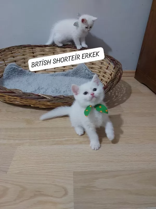 Kehribar Göz British Paşam Hazir Uyguna Verilecek