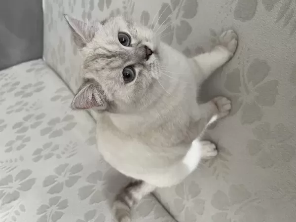 1 Yaşında Satılık Boncuk Kedimiz