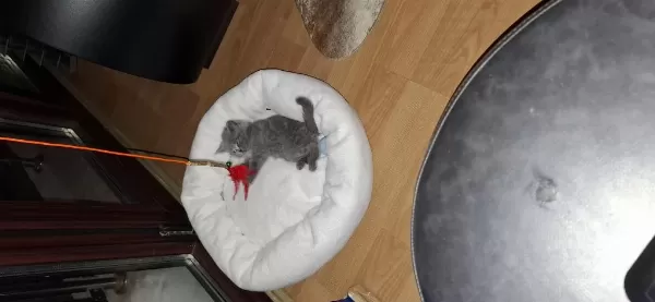 2 Aylık British Shorthair Dişi