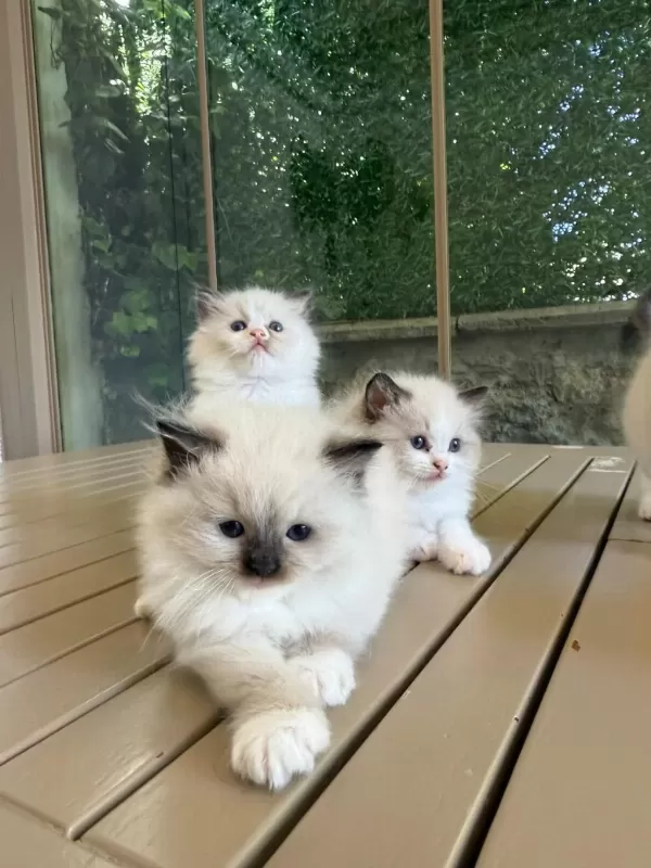 Ragdoll Yavru Kediler