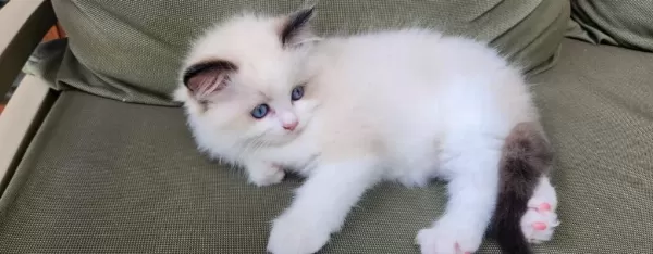 Ragdoll Yavru Kediler
