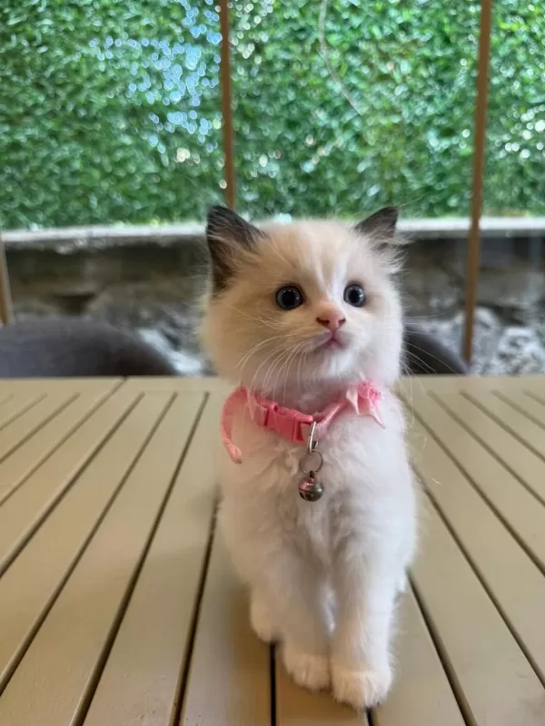 Ragdoll Yavru Kediler