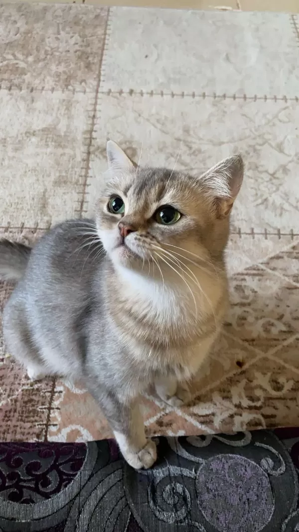 3 Yaşında British Shorthair Dişi