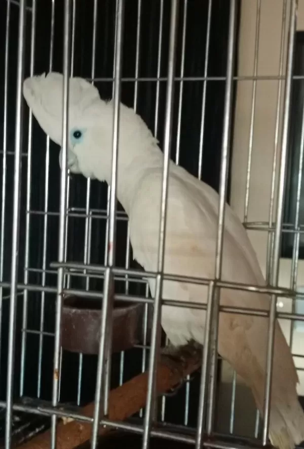 10 Aylık Kakadu Papağanı Kar Beyaz