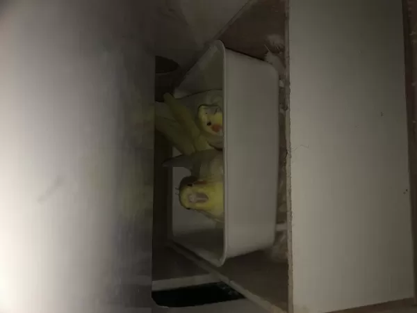 Yavrulu Lutino Sultan Papağanı Takımı