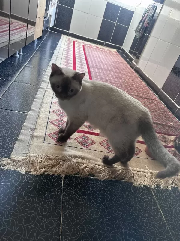 Siyam Kedisi 2,5 Yaşında Dişi