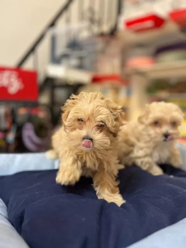 Tüy Dökmeyen Hipoalerjenik Teacup Maltipoo Yavrular
