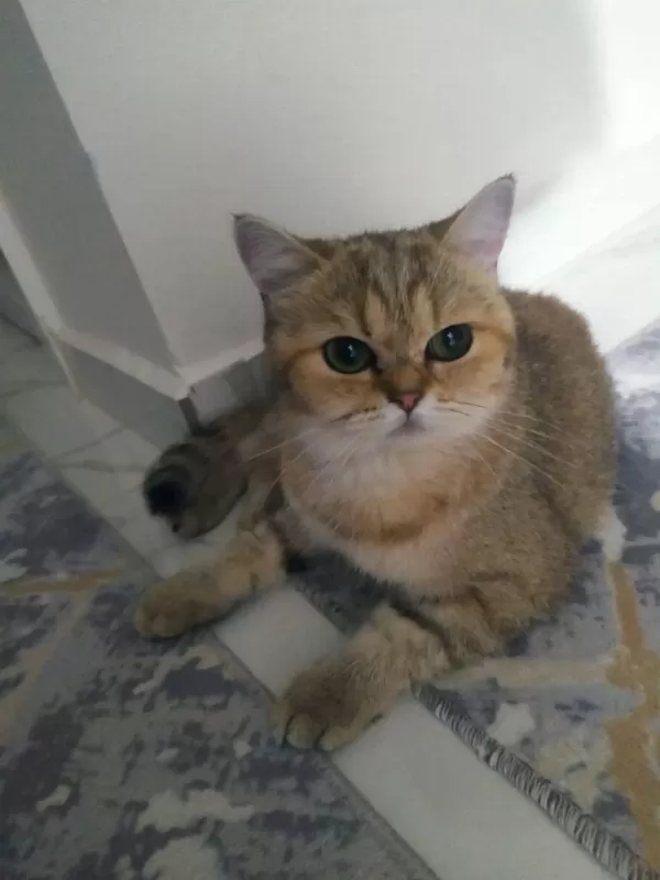 Kedilerimizi Acil Sahiplendiriyoruz